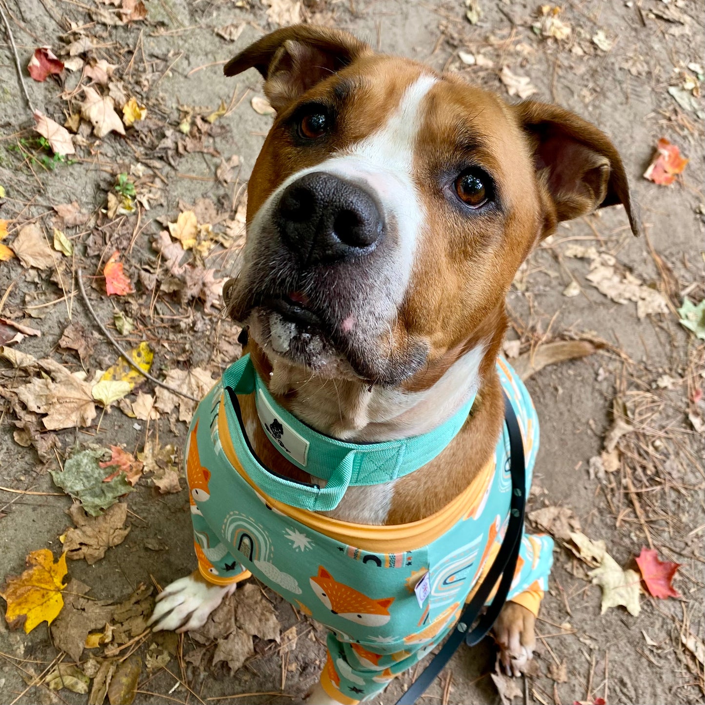 Bully breed dog wearing teal colored, bully, love, boutique pajamas, with foxes on it