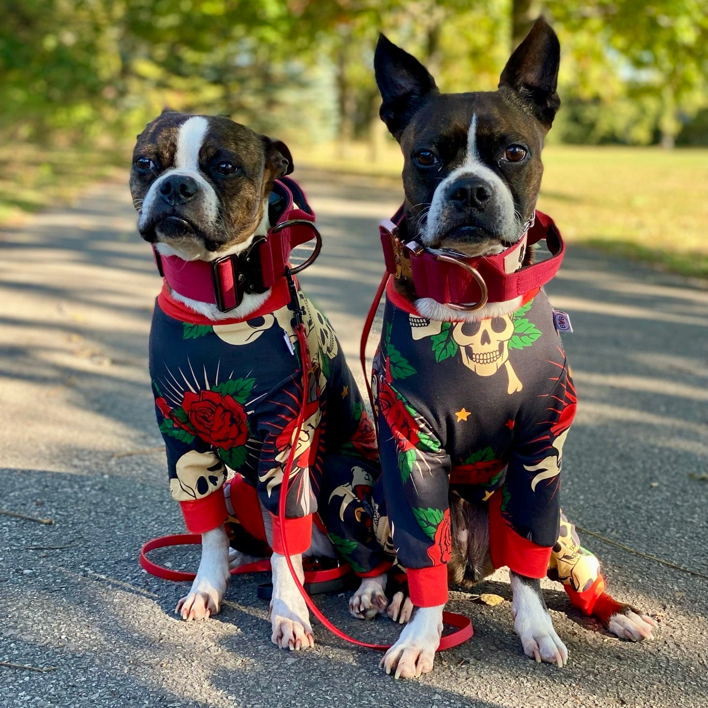 Two small Boston terriers, wearing bully, love boutique skull, and rose PJs to show size inclusive fit