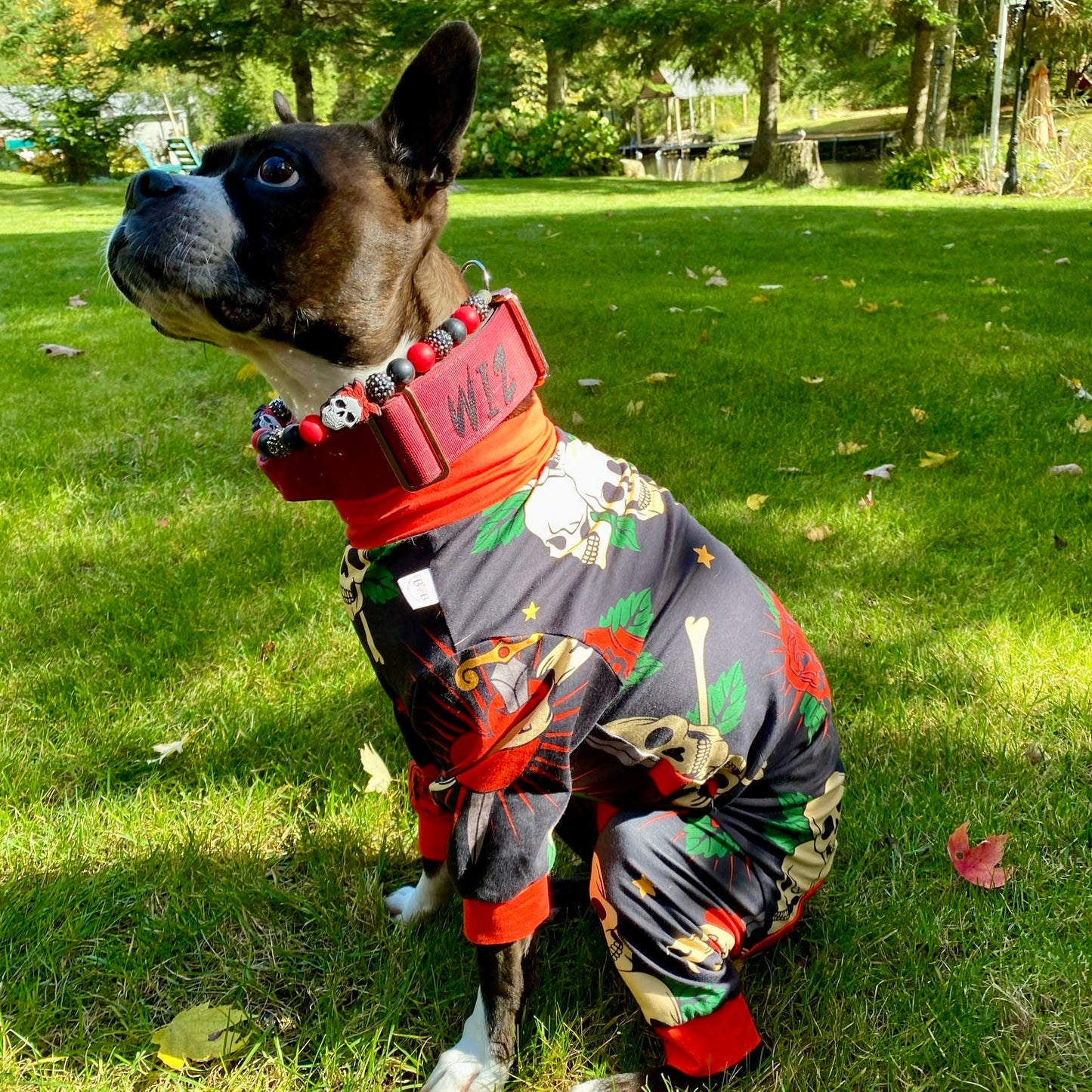 Side view of Boston terrier, wearing skull and rose, printed bully, love boutique PJs to show fit