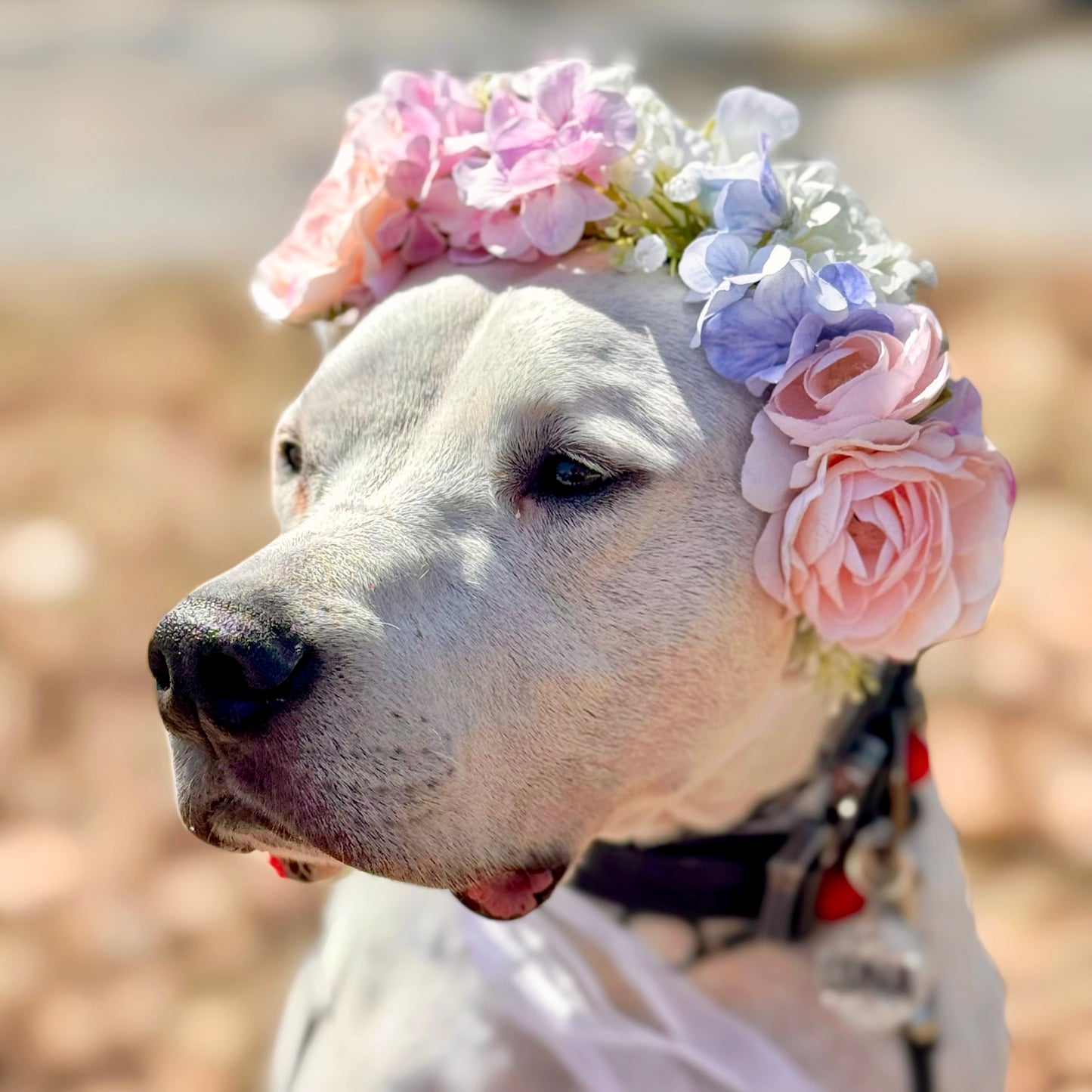 Pastel Love Flower Crown