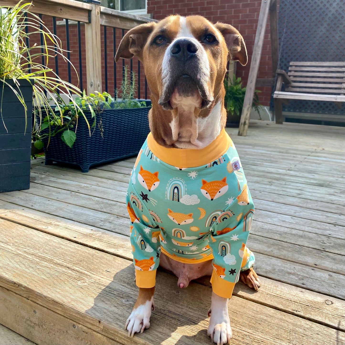 Bully breed dog wearing teal coloured pajamas with foxes on them from bully, love boutique and showcasing the great fit across the chest
