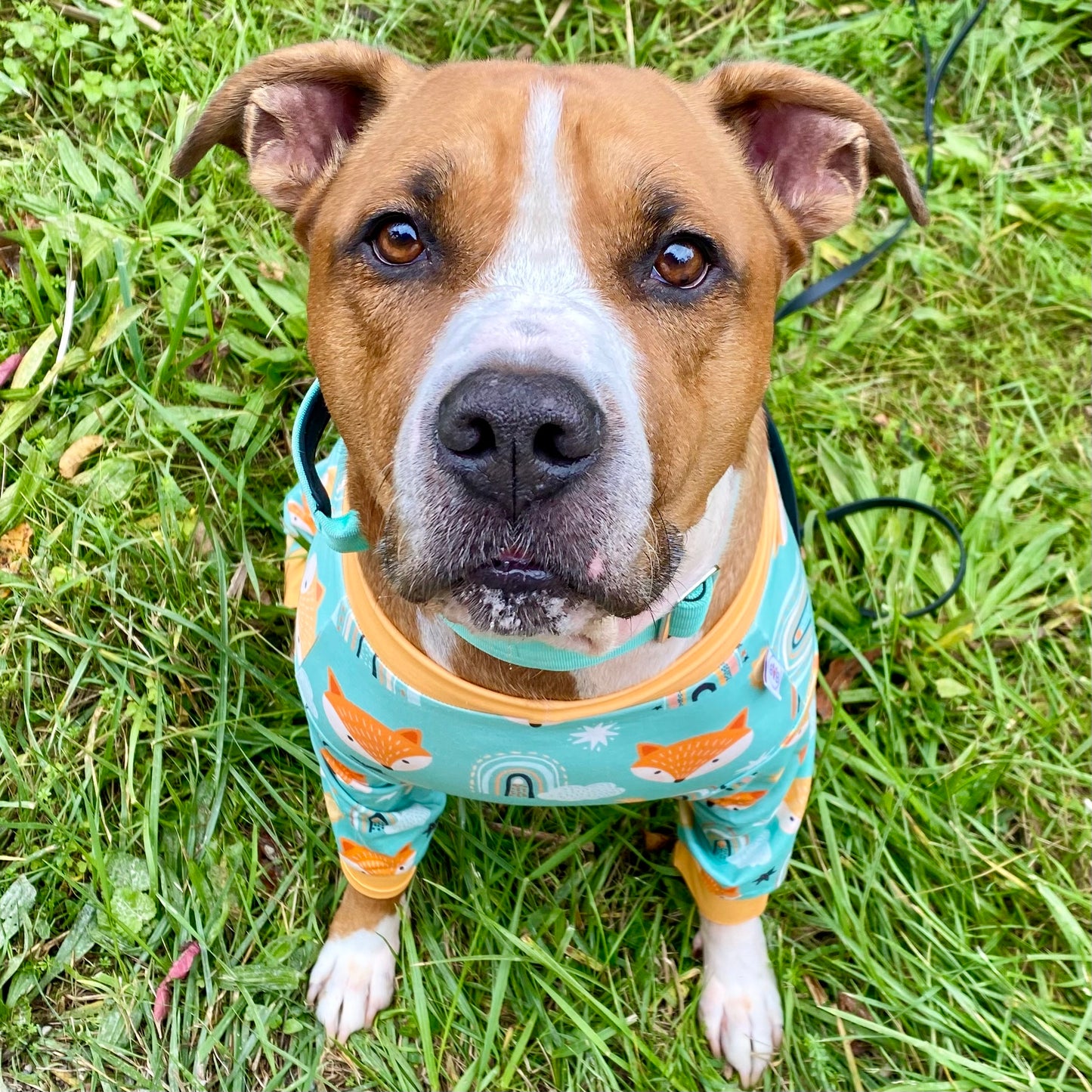 Large bully breed dog, wearing bully, love, boutique, pajamas, and showing how great they fit, the thick neck and chest