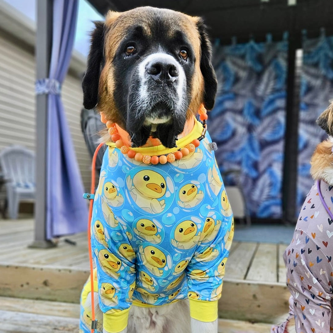 Large St. Bernard dog are ducky PJs from bully love boutique, showing size inclusion for the largest dogs