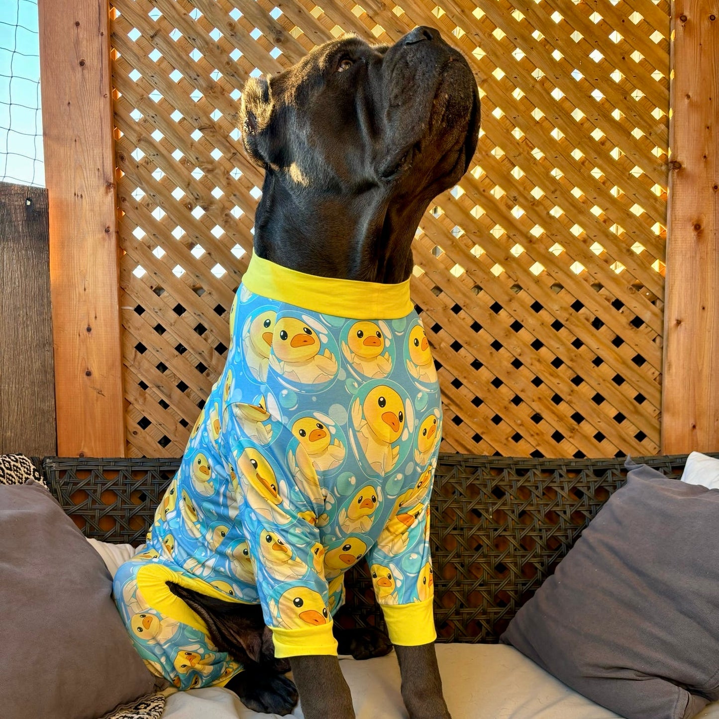 Cane Corso breed dog wearing ducky pajamas from bully, love, boutique, showing size inclusive for a big dogs with big chests