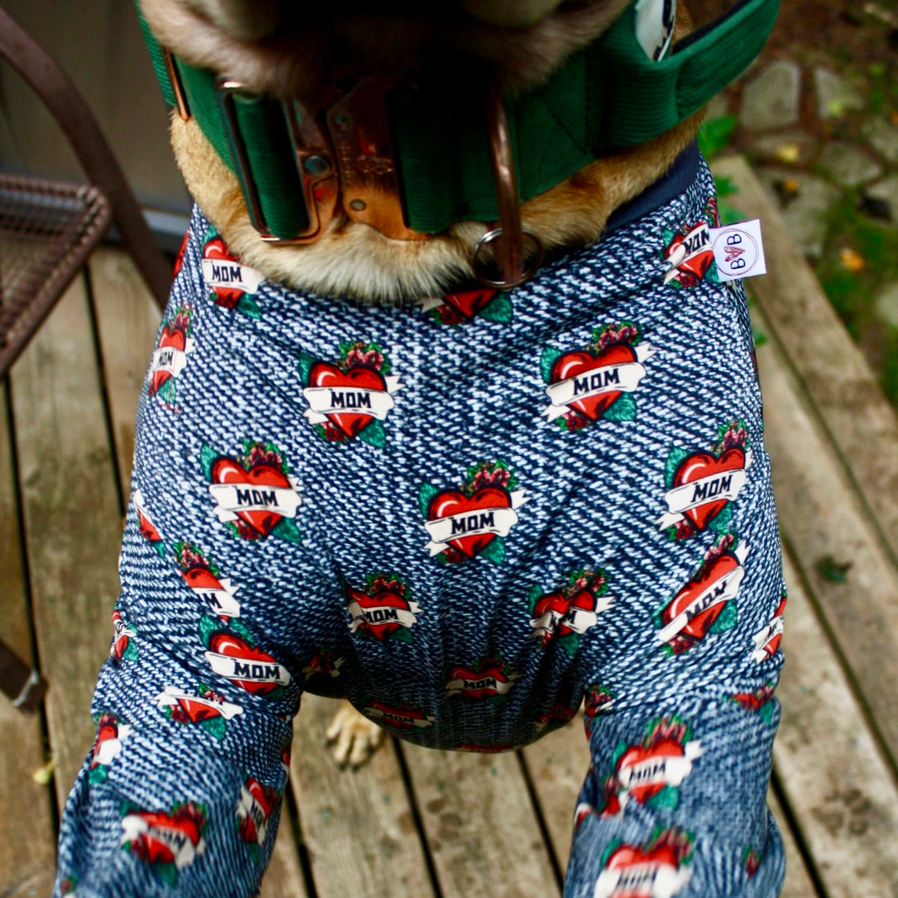 Close-up of bully breed, wearing bully, love boutique PJs to show chest stretch