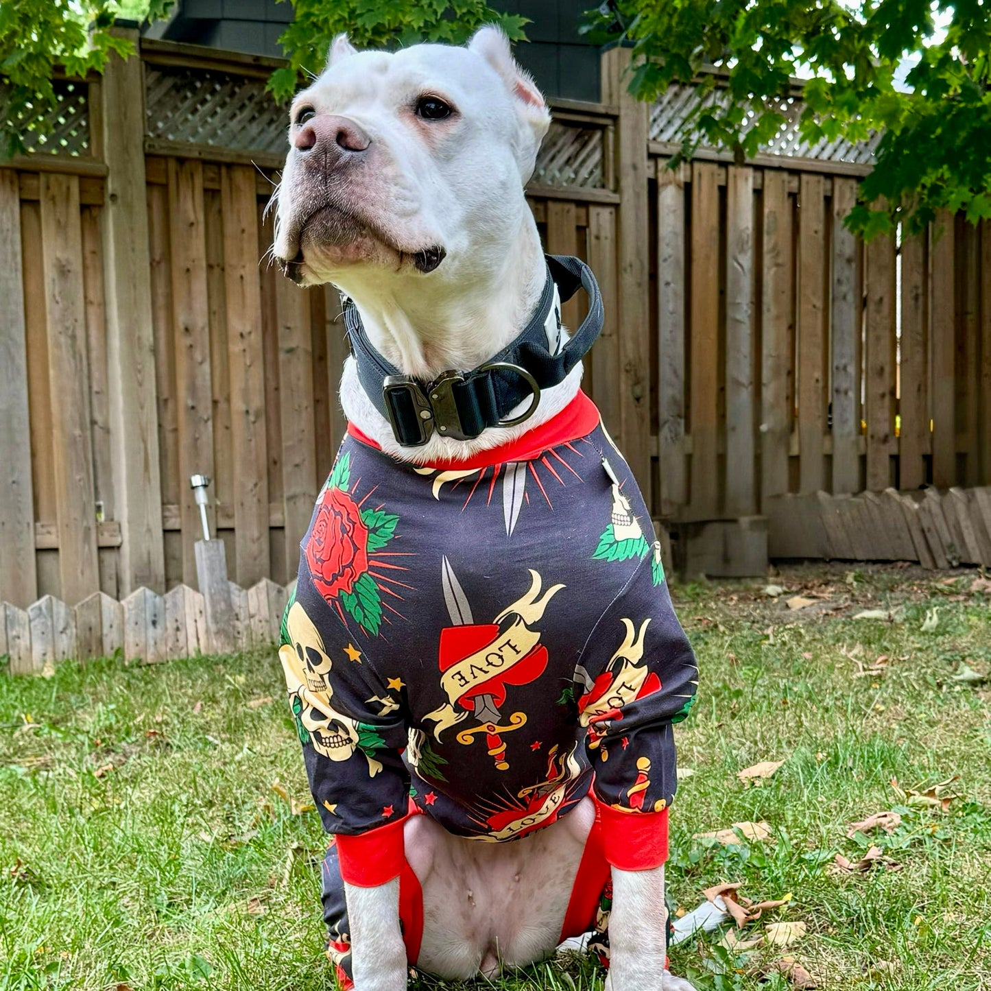 Large Dogo argentino dog wearing skull and rose, printed bully, love boutique PJs showing fit across wide chest