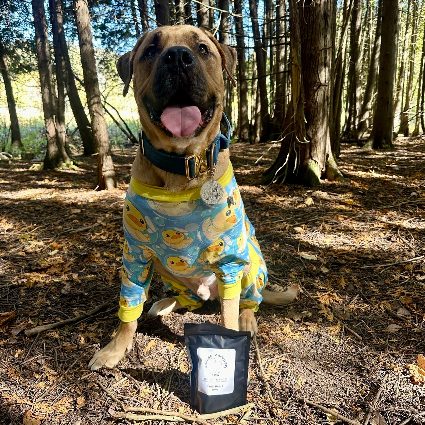 Mastiff, looking dog wearing ducky, patterned PJs from bully, love boutique, showing great fit across wide chests