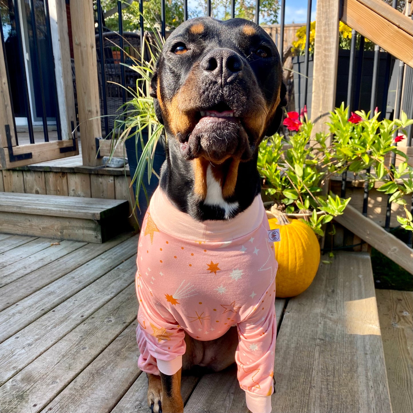 Rottweiler mix rescue dog wearing pink star bully love PJs showing off the great fit for all sizes