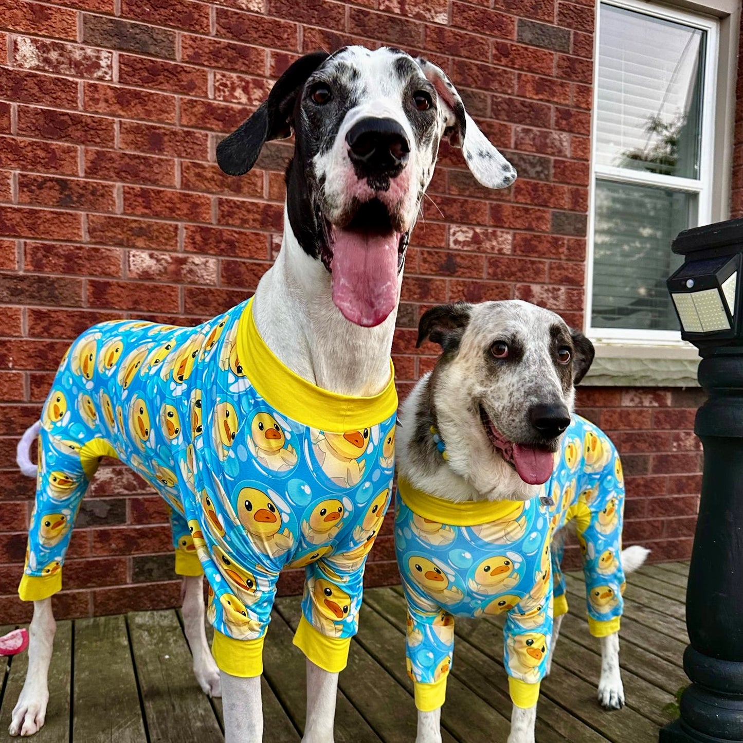 Large great Dane and smaller husky mix dog wearing ducky PJs to show how different fits can wear bully love boutique PJs