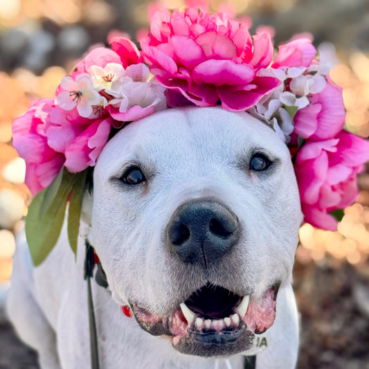 Pink VIbes Flower Crown